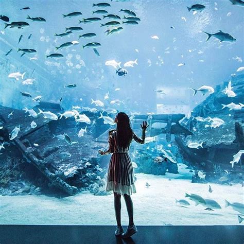 S.E.A Aquarium Singapore: 15 Essential Tips for First